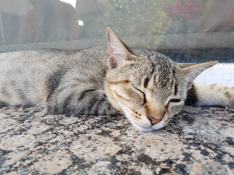 domestic, close-up, mammal, animal themes, siesta, lying down, animal, resting, relaxation, domestic animals, no people, feline, pets, vertebrate, dream