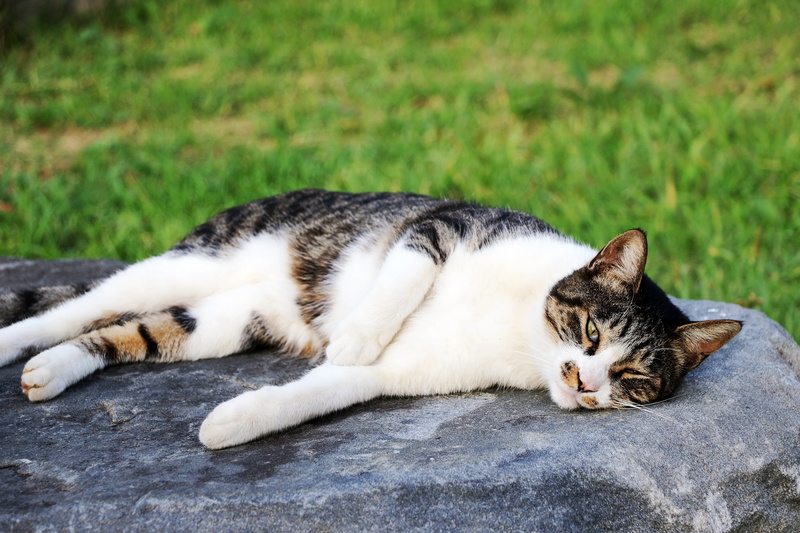 resting, domestic animals, focus on foreground, tabby, feline, mammal, domestic cat, vertebrate, park, domestic, pets, pm, looking at camera, one animal