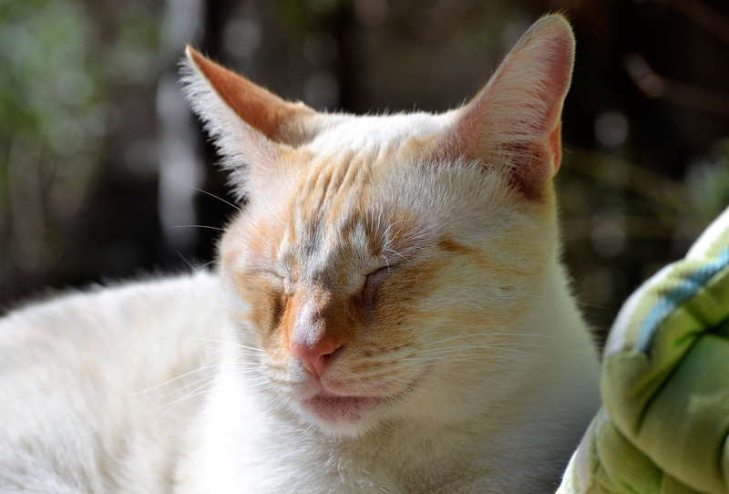 animal body part, pussycat, eyes closed, day, cat, relaxation, pets, resting, feline, close-up, siesta, whisker, 4K, nature, animal head, animal themes