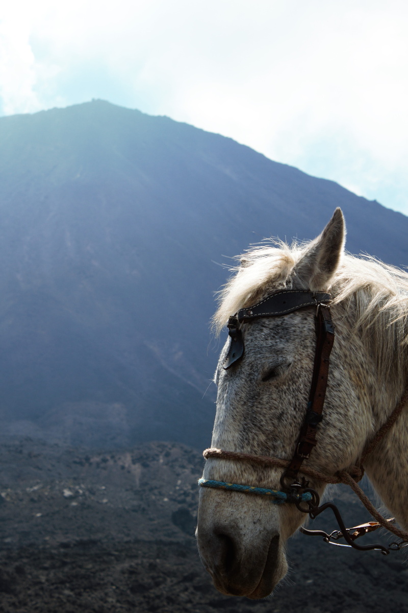 equestrian, 4K, day, equine, livestock, volcano, animal, guatemala, nature, animal themes, naptime, sunny, mountain, pets, nap, pacaya, napping, relaxed