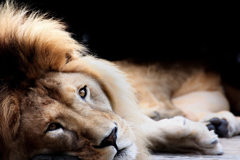 Eye, Cat, Lion, Lies, King, Siesta, 1080P, Black