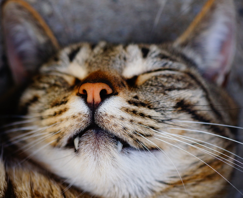 head, looking, tired, cute, relaxation, animal nose, 4K, portrait, rest, domestic Cat, mackerel, whisker, siesta, animal themes, animal head, animal, domestic