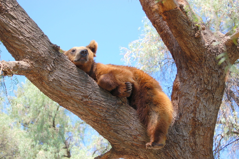 one animal, nature, relaxation, animal, oso, nap, arbol, plant, siesta, brown, tree trunk, vertebrate, bear, trunk, animals in the wild, low angle view