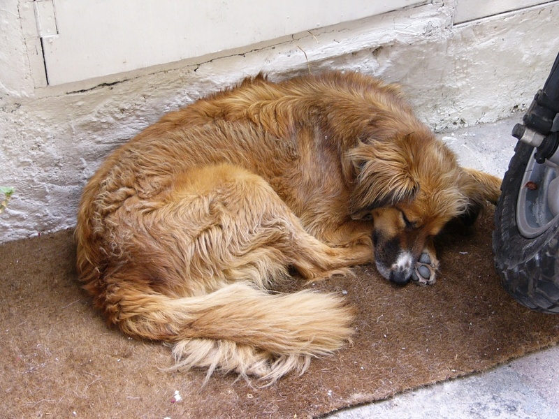 canine, relaxation, day, siesta, pets, one animal, high angle view, no people, 720P, sleeping, domestic animals, vertebrate, mammal, hair, retriever, domestic