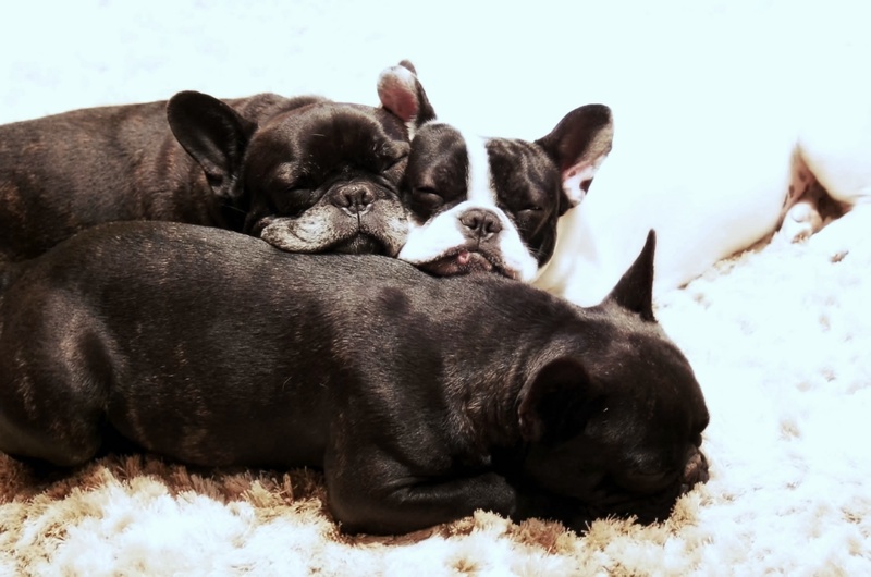 rest, pet, animal themes, sleeping, dogs, bulldogs, three, animals, field, black and white, small, french, day, one animal, resting, domestic, bulldog