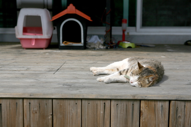 relaxation, siesta, pets, animal themes, walk, cat, wood - material, lying down, resting, proverbs, mammal, sleeping, no people, domestic, outdoor, animal