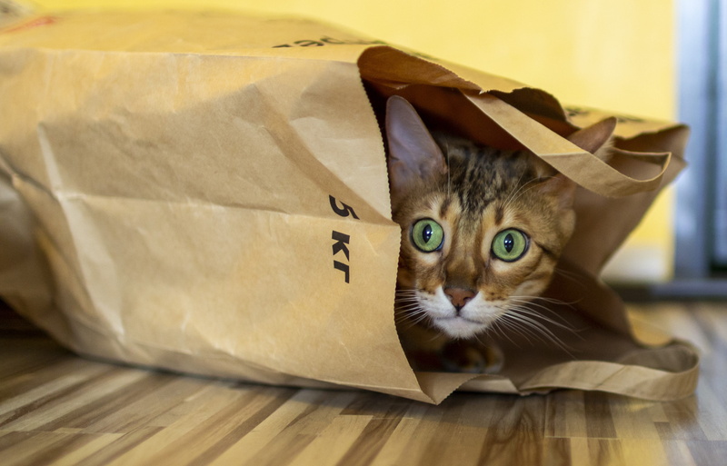 animal head, mammal, eyes, feline, domestic, animal themes, whisker, paper bag, paper, pets, animals, domestic cat, predator, bengali, no people, domestic animals