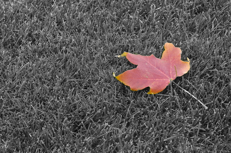 falling, close-up, united states, selective, green, beauty in nature, orange, flower head, season, high angle view, nature, day, grass, fresh, natural condition