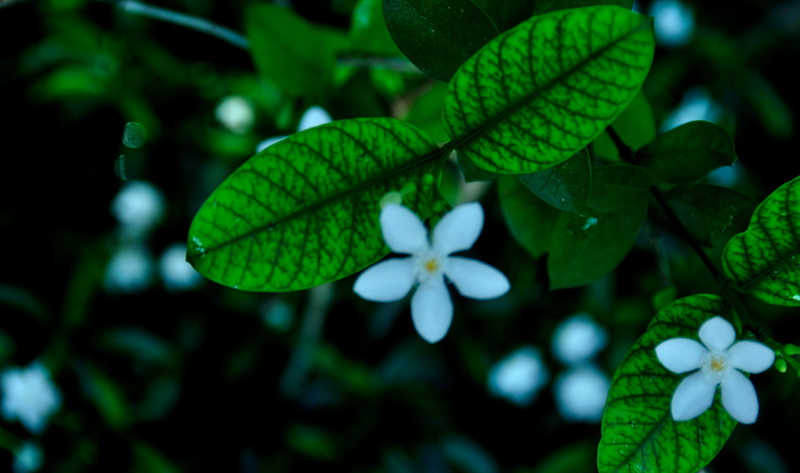 flower  flower, thought, white, Nikon  D90, 4K, plant, dream, climb, freshness, shine, petaled, leaf, thoughts, flower, tender, vines, colorful, selective