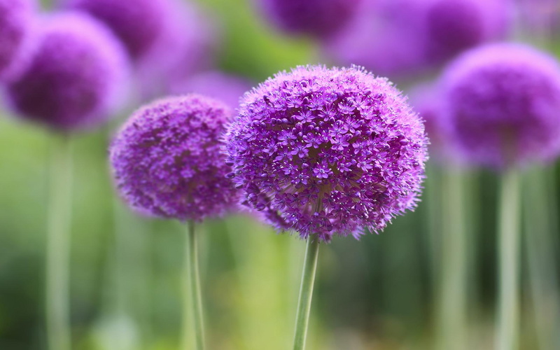 symphony, purple, 1080P
