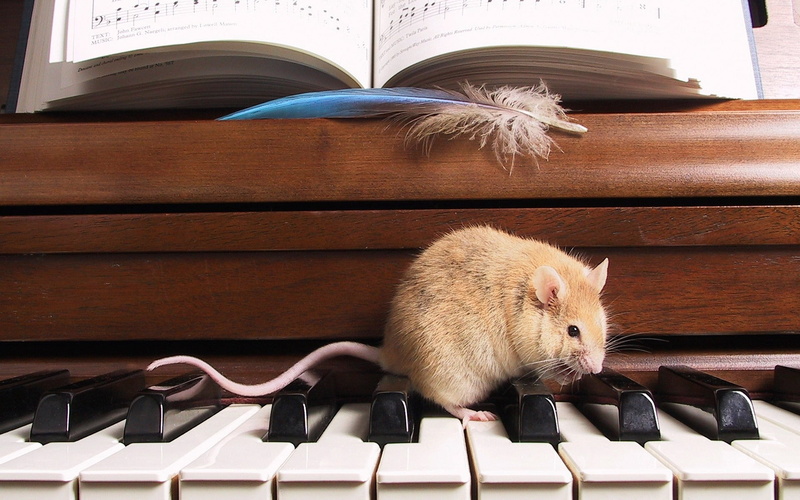 1080P, vertebrate, publication, rodent, playing, learning, classical Music, rat, book, mammal, musician, notes, whisker, feather, white, performance, climb