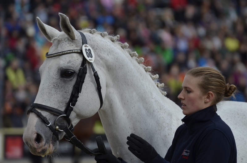 horse, day, horse head, child, equestrian, one person, main and state stud marbach, 4K, woman, animal head, saddle horse, nostrils, pferdeportrait, friendly