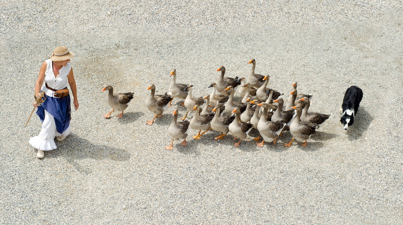 4K, day, adults only, beach, image Technique, geese, females, following, togetherness, uniform, group Of People, image Type, full length, people, standing