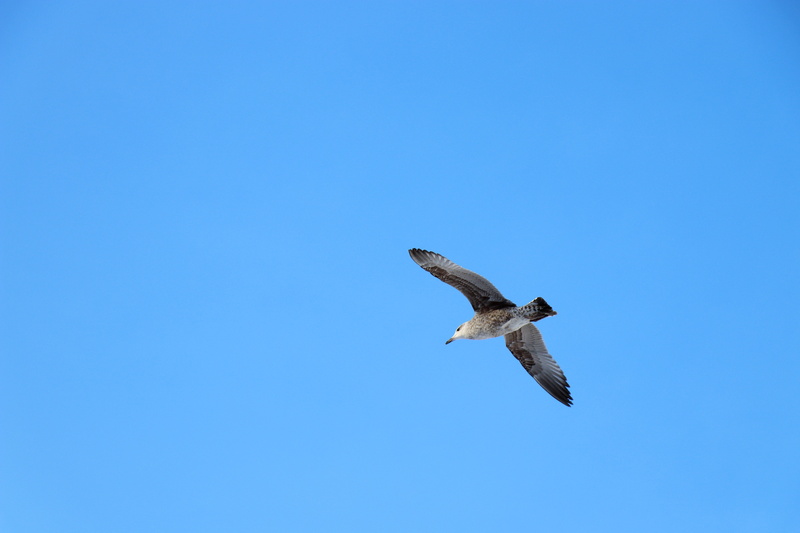 net, one animal, animal, searching, nature, flight, animal wildlife, color, animals in the wild, background, mid-air, vertebrate, animal themes, spread wings