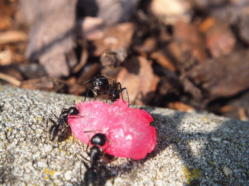 one animal, ant population, rock - object, marine, animal, funny, animal themes, eat, candy, close, nature, beauty in nature, selective focus, day, insect