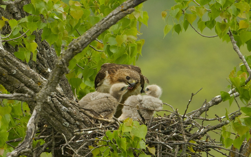 mammal, leaf, animal wildlife, day, one animal, 4K, tree, plant part, tailed, outdoors, focus on foreground, plant, hd, animal, red, hawk, nature
