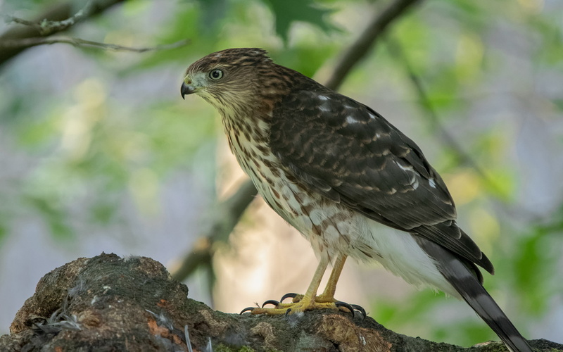 mexico, american, north, can, born, 4K, s, accipiter, canada, cooperii, hd, cooper, found, desktop, hawk, continent