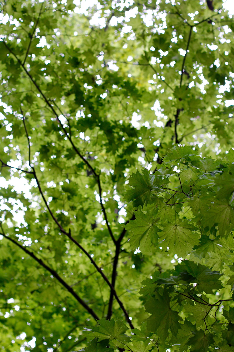 forest, flower, park, Branches, green, woodland, fragility, leaves, focus on foreground, no People, beauty In Nature, freshness, day, close-up, Tree, 5K