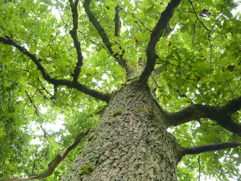 Log, tree canopy, plant part, up, forest, directly below, 2K, growth, Bark, trunk, beauty in nature, tribe, plant, Leaves, Wood, upward, full frame, no people