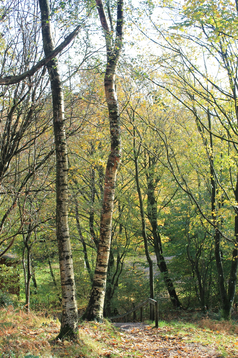 Trees, sunlight, Nature, bark, outdoors, Woods, Forest, beauty In Nature, tree, Birch, leaves, tranquility, non-urban scene, grass, landscape, foliage