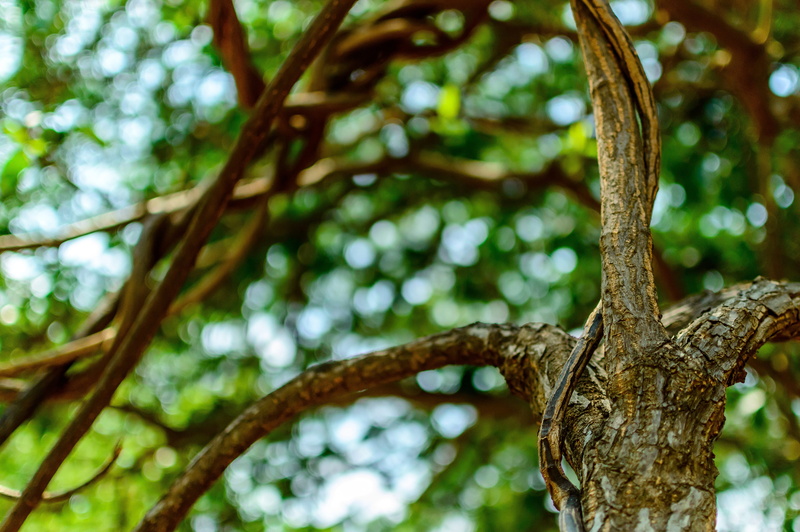 Branches, plant part, forest, wood, growth, lichen, Tree, Bark, textured, backgrounds, low angle view, day, land, 5K, Environment, leaves, tree Trunk