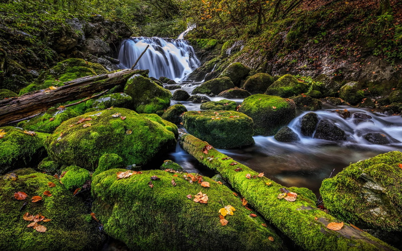 forest, rock, municipality, motion, nature, flowing water, 4K, growth, rainforest, beauty in nature, plant, slovenia, canola, water, stream - flowing water