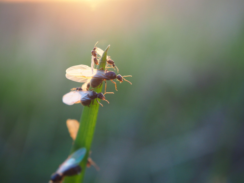 no people, insect, nature, ant population, ants, plant, one animal, garden, pollination, focus on foreground, invertebrate, selective focus, close, 4K