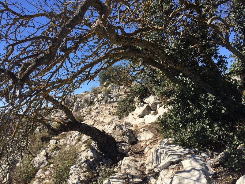 plant, rock - object, growth, rock, outdoors, beauty in nature, populated íbero, land, tranquility, tree trunk, sky, alcoy, branch, low angle view, day