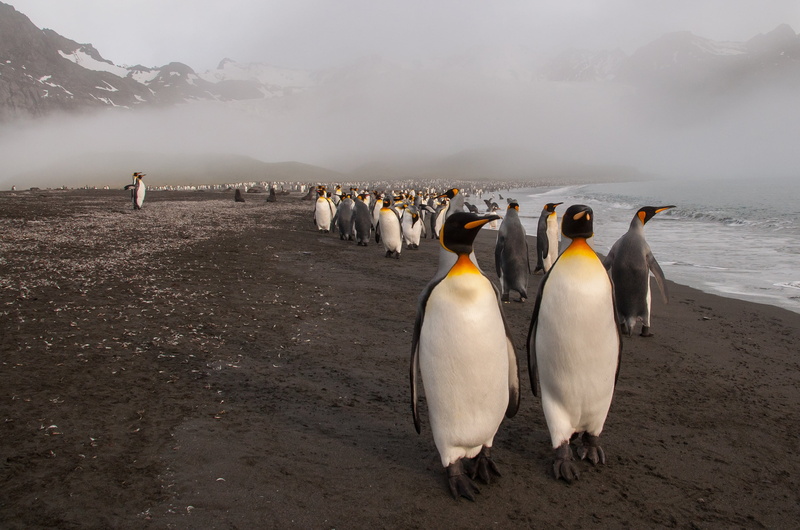 tops, society, together, mountains, demonstration, rally, bunch, penguins, pack, population, step, sea, 2K, civilizacija, colony, nature, haze, Stroy