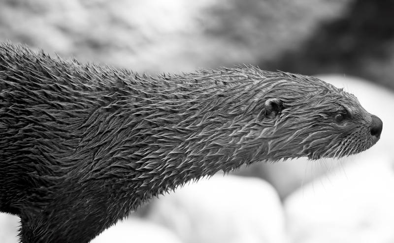 outdoors, animal hair, animal themes, healthy, animal head, populations, 4K, mammal, animal wildlife, extender, vertebrate, Black and White, animal neck