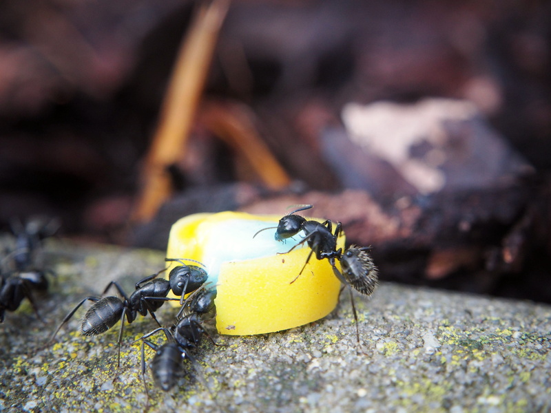 one animal, nature, fruit, ant population, day, parts, yellow, freshness, close, outdoors, animal, 4K, garden, flower, ant, sweet, insect, funny, animals in the wild
