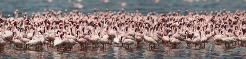 8K, Flamingo, population, birds
