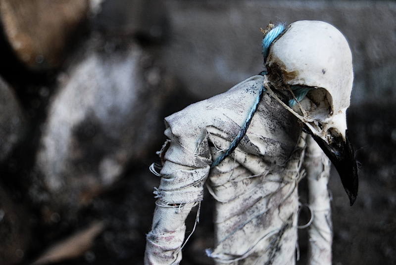 SCARY, men, human Skull, focus on foreground, spooky, close-up, vertebrate, man, human Bone, bone, outdoors, halloween, Beak, white, selective focus, dead