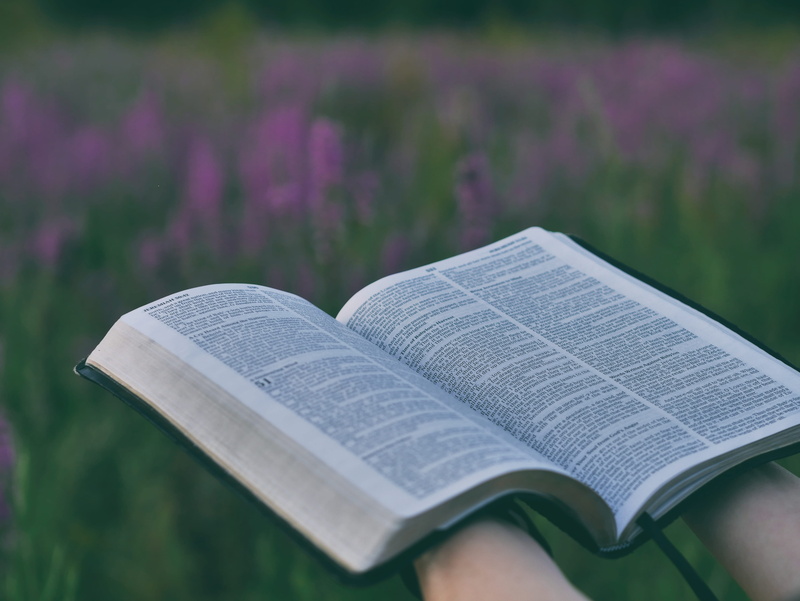 scripture, beauty in nature, photography, day, person, open, purple, pink, near, bible, selective focus, paper, close-up, daytime, reader, 4K, growth