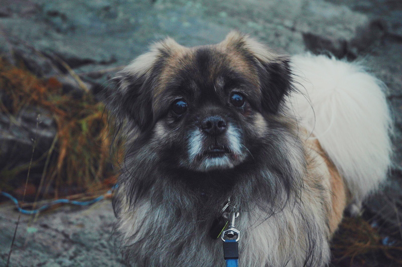 blur, puppy, portrait, pets, cute, vertebrate, dog, adult, animal, day, pet, adorable, pekingese, looking at camera, focus on foreground, domestic, close-up