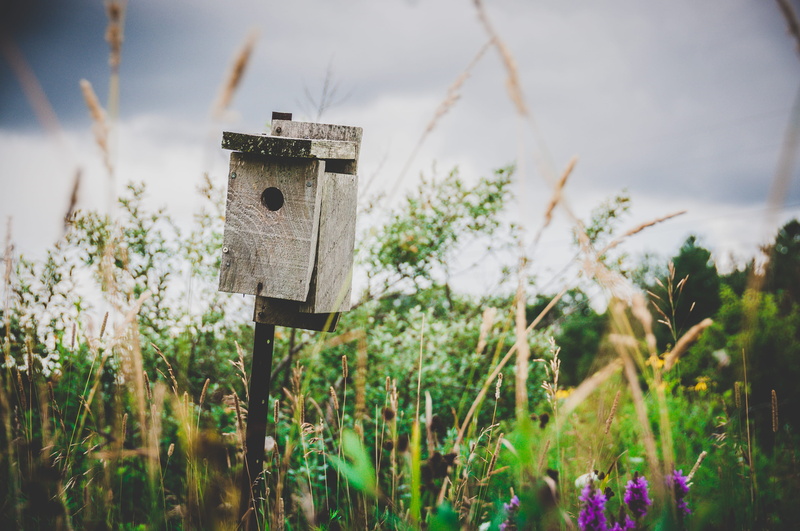 land, pedestal, no people, photography, day, rural, birdhouse, plant, wood, beauty in nature, wood - material, focus on foreground, summer, close-up, hanging