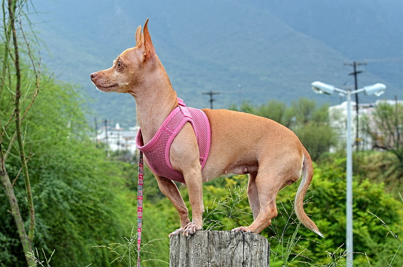 brown, day, outdoors, pets, dog, wearing, breed, chihuahua - dog, domestic, one animal, puppy, standing, nature, canine, funny, cute, doggy, focus on foreground