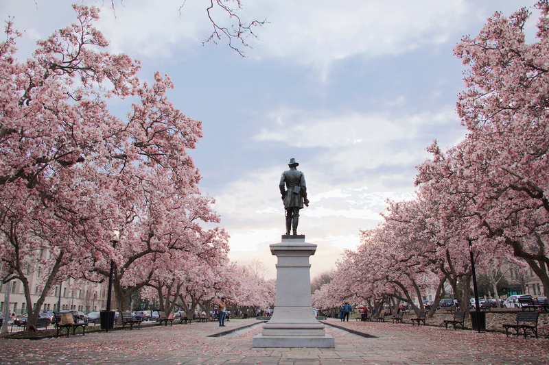 statue, cherry, nature, pedestal, outdoors, standing, blossom, tree, no people, flower, 5K, freshness, beauty in nature, springtime, sky, man, human representation