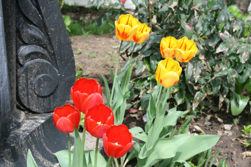 growth, in a garden, no people, flower head, foliage, flowerbed, flowers, nature, bright, flower, red, close-up, tulip, beauty in nature, tulips, gardening