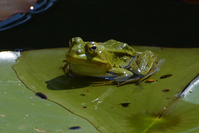 4K, lily pond, green, frog, lily pad, no people, plant part, wet, body, aquatic animal, animal eye, green Color, high, pond, close-up, animal wildlife