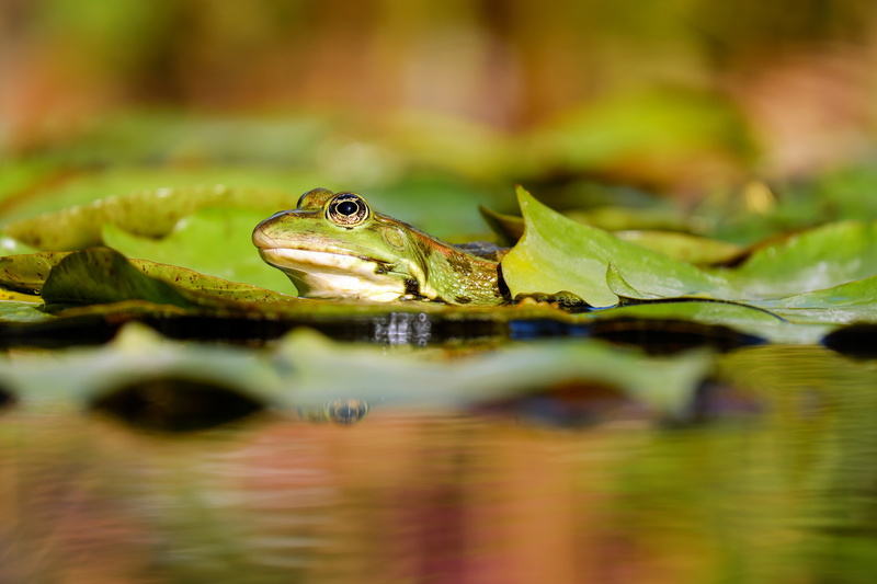 selective focus, sitting, lake, 4K, reflection, frog, lily pad, swimming, animal themes, water, animal head, frog pond, outdoors, vertebrate, animal, nature