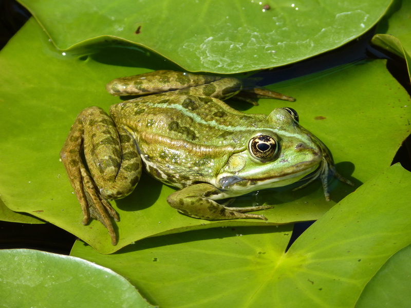 Leaf, animal wildlife, Water Lily, one animal, vertebrate, Water, leaves, Frog, 4K, green color, focus, lake, Lily Pad, nature, day, no people, amphibians