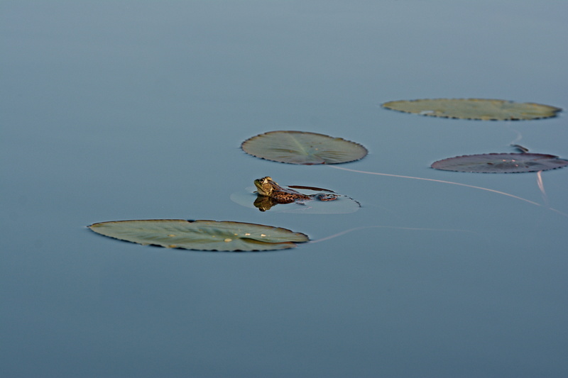 close-up, no people, one animal, colored background, blue background, pond, pad, blue, water lily, wildlife, lily pads, plant part, croak, lily, invertebrate