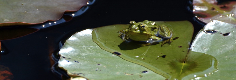 plant part, animal, water frog, banner, reflection, high angle view, 4K, one animal, creature, green frog, leaf, kitchen utensil, header, pond, animal themes