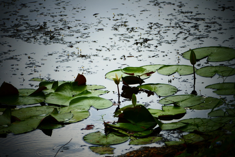beauty in nature, outdoors, 5K, botany, white, flower, reflection, water, lotus water lily, floating on water, lilies, aquatic, water plant, bloom, lilly