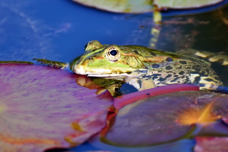 brown, amphibian, no people, animal, green, animal wildlife, close-up, toad, day, 4K, vertebrate, lily pad, pond, macro, turtle, animal world, pools, nature