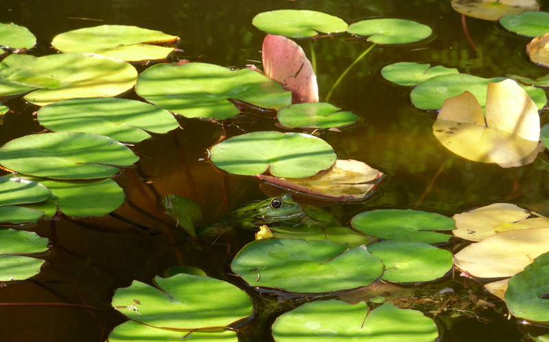 tranquility, plant, leaf, Frog, nature, freshness, flower, close-up, pond, lotus water lily, water, plant part, 2K, lily pad, green color, leaves, beauty in nature