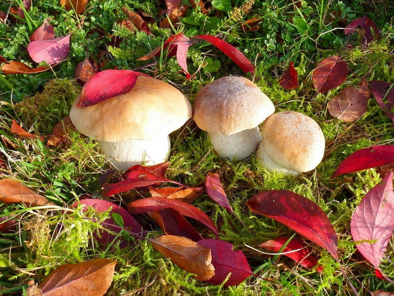 nature, autumn, brown, leaves, white, green Color, three, freshness, moss, day, toadstool, fly agaric mushroom, mushroom, close-up, organic, red, field