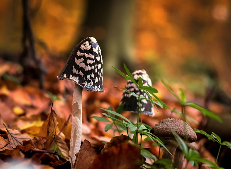 food, no people, day, three, poisonous, focus on foreground, photography, vegetable, close, plant, moss, autumn, leaf, close-up, butterfly - insect, growth