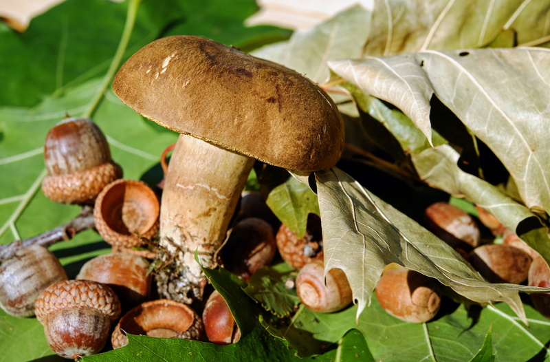 food and drink, beside, mush, plant, fungus, vegetable, close-up, mood, autumn, brown, shiny, goat lip, french food, decoration, snack, freshness, branch